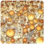 Псилоцибиновые (галлюциногенные) грибы Psilocybin "Golden Teacher" в Еманжелинске Псилоцибиновые (галлюциногенные) грибы Psilocybin "Golden Teacher" в Еманжелинске