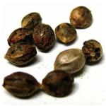 Семена марихуаны АК-47 (Seeds AK-47) в Еманжелинске Семена марихуаны АК-47 (Seeds AK-47) в Еманжелинске